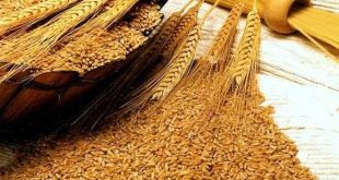 Olam to Host Webinar on Boosting Local Wheat Production