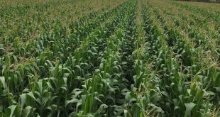 Anchor Borrowers’ Programme: CBN Release 50,000 Metric Tonnes of Maize to 12 Major Producers